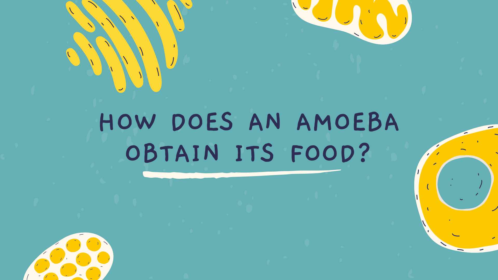 How Does an Amoeba Obtain Its Food?